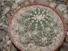 Gymnocalycium bruchii