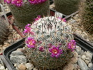 mammillaria_dickiana_pl2