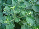 Chrysanth Buds (2009, Sep.25)