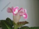 Gloxinia alba cu margine roz 2