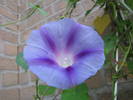 Ipomoea 14 aug 2009