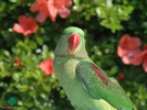 Wallpapers - Parrots - 23