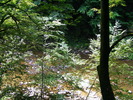 DSCF5356