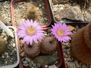 echinocereus_laui