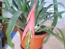 BILLBERGIA