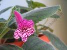 Kohleria Rongo 5