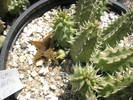 Huernia pillansii x H. transvalensis - 30.07