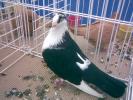 galatean b negru 1