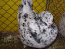 05929 silber sprenkel 1