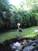 hawaii
