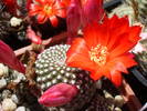 Rebutia krainziana - flori rosii