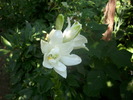 DSCI0594
