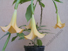 Brugmansia portocaliu 2