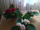 3 GLOXINII SUPERBE