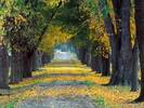 Tree-Lined Roadway, Louisville, Kentucky