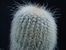 Eriocactus leninghausii v. albispinus