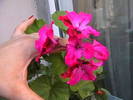 Picture 011