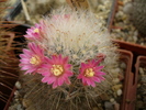 mammillaria_bocasana_f.roseiflora