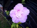 hibiscus  mov aug 2007 (2)