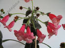 Kohleria Prince Albert 15