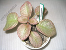 Episcia Showtime 3