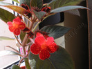 Kohleria Dragon Blood 5