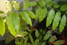 pachira sau arborele norocos