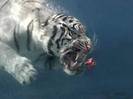 tiger underwater 9