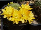 Rebutia marsonerii