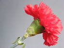 DSCF6593