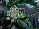 Hoya lacunosa