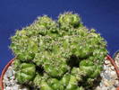 Gymnocalycium anisitsii ssp. Multiproliferum