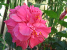 Hibiscus Double Classic Rosa 1