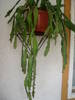 Picture 043
