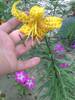 PICT0010