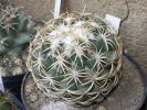 Coryphantha retusa