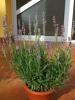 lavanda