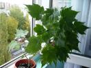 Abutilon galben