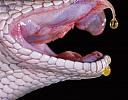 amazing-snake-pictures1[1]