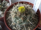 Coryphantha ramillosa