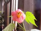 abutilon