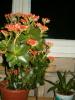 kalanchoe portocaliu