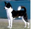 CANAAN DOG