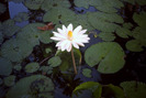 LOTUS2