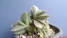 Gasteria liliputana