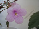 Achimenes Dot 2