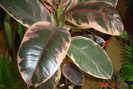 ficus
