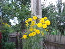 HELIOPSIS