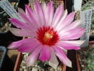 Thelocactus bicolor