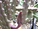 Stapelia variegata, fruct incipient